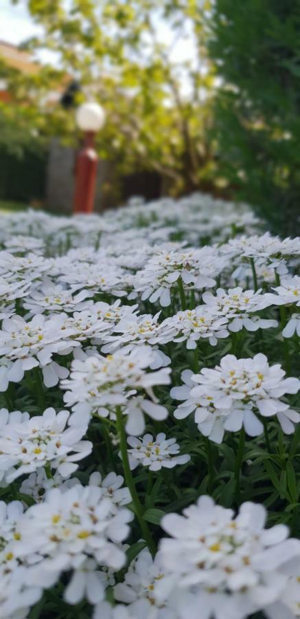 Apartma Jelka Novigrad  Zewnętrze zdjęcie